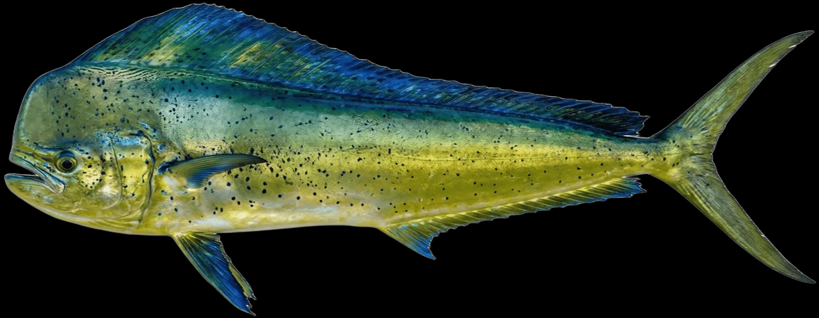 Mahi Mahi